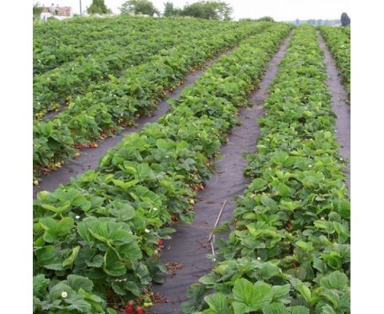 Почвоукрывной материал ЧЗМ (агроткань высокопрочная) Агродоступ 120 г/м2, 1.6х25 м
